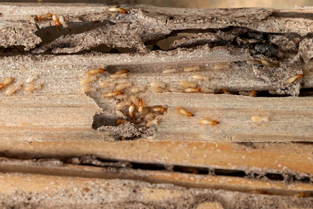 Professional Pest Control in Elberton, GA