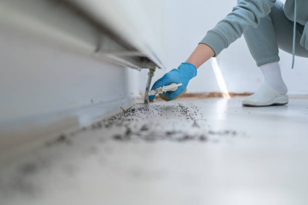 Best Spider Control Near Me  in Elberton, GA
